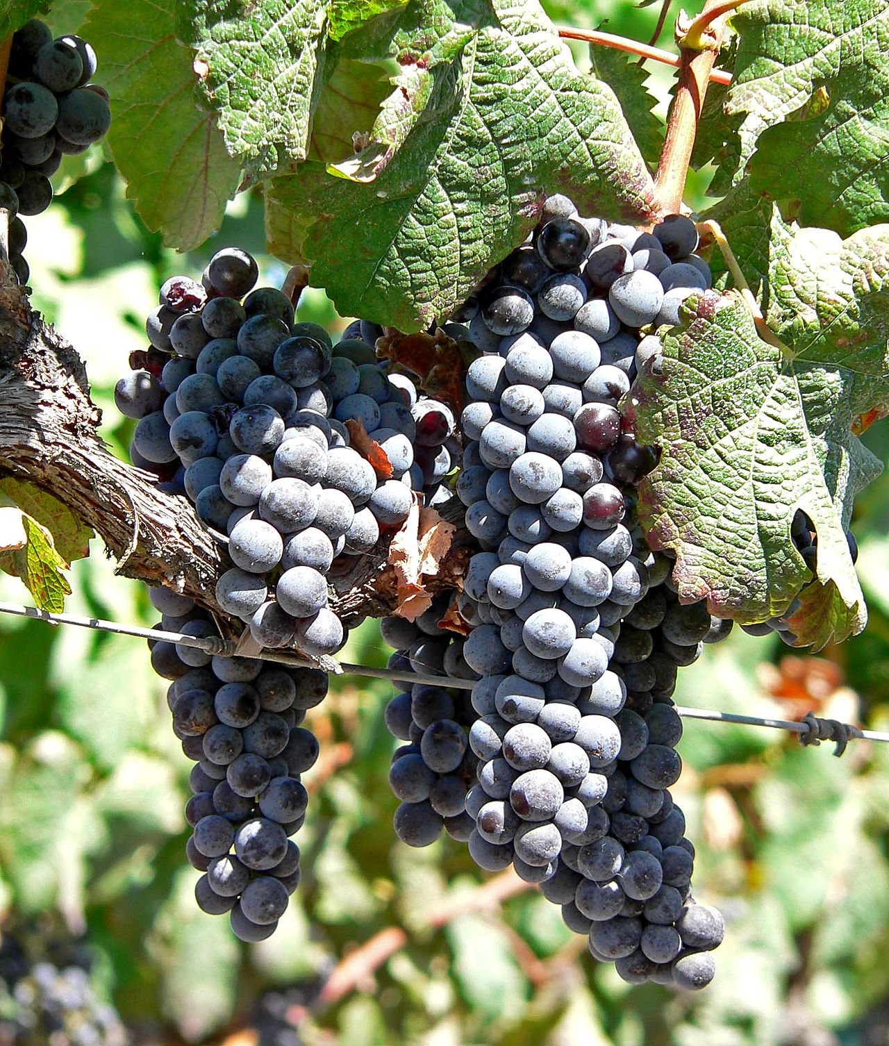 Rows of grapevines on a hillside in Napa Valley, California